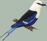 Image of: Coracias cyanogaster (blue-bellied roller)