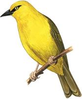 Image of: Ploceus ocularis (spectacled weaver)