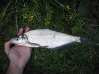 Ballerus ballerus - Blue Bream