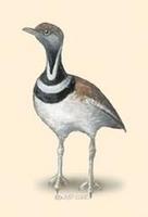 Image of: Tetrax tetrax (little bustard)