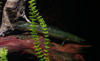 Image of: Polypterus retropinnis