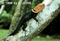 Image of: Tropidurus flaviceps (tropical thornytail iguana)