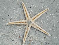 Image of: Luidia clathrata (lined sea star)