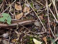 Anguis fragilis - Slow Worm