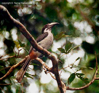 Sri Lanka Grey Hornbill - Ocyceros gingalensis