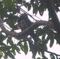 Pink-bellied Imperial Pigeon - Ducula poliocephala