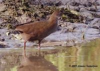 Brown Crake - Amaurornis akool