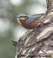 Chestnut-bellied Nuthatch - Sitta castanea