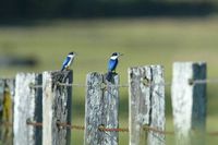 Forest Kingfisher