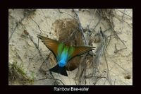 Rainbow Bee-eater