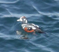 Harlequin Duck - Histrionicus histrionicus