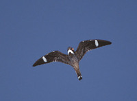 Antillean Nighthawk (Chordeiles gundlachii) photo