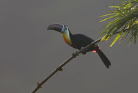 Channel-billed Toucan (Ramphastos vitellinus) photo