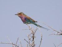 Lilac-breasted Roller - Coracias caudata