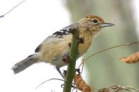 Pectoral Antwren - Herpsilochmus pectoralis