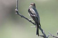 Western Wood-Pewee - Contopus sordidulus