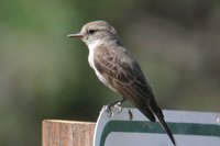 Vermilion Flycatcher - Pyrocephalus rubinus