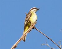 Piratic Flycatcher - Legatus leucophaius