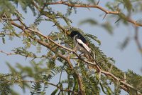 White-bellied Minivet - Pericrocotus erythropygius