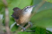 Long-billed Wren - Thryothorus longirostris