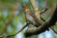 Swainson's Thrush - Catharus ustulatus