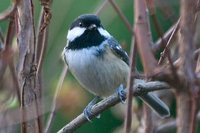 Coal Tit - Periparus ater