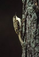 Eurasian Treecreeper - Certhia familiaris