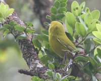 Anianiau - Hemignathus parvus