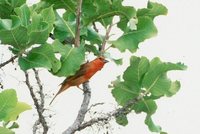 Hepatic Tanager - Piranga flava