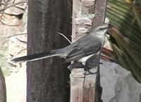 Tropical Mockingbird. Tulum, Quintana Roo, Mexico - Mar 8, 2002 ?? William Hull