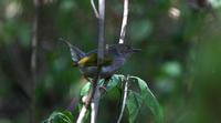 Grey-backed Camaroptera