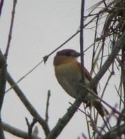 Cinereous becard, female, Suriname