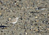 Snowy Plovers at Modesto STP 8/11/05 © 2005 Jim Gain