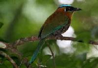 A Blue-crowned Motmot photographed during a FONT tour