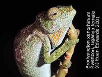 Strange-nosed Chameleon (Kinyongia xenorhinum)