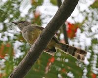 Bar-winged Prinia (Prinia familiaris)