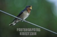 Angola swallow ( Hirundo angolensis ) , Ssese Islands , Lake Victoria , Uganda stock photo