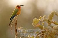 White fronted Bee eater stock photo