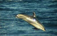 Atlantic White-sided Dolphin Steve Mirick