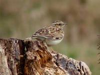 Woodlark
