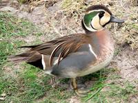 Baikal Teal (Anas         formosa)