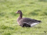 Greater White-fronted Goose