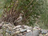 Adult greater short-toed lark Calandrella brachydactyla