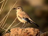 Mongolian Ground-Jay