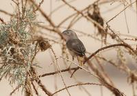 Desert Warbler (Sylvia nana)