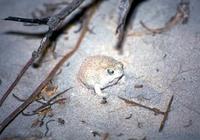 : Breviceps macrops; Desert Rain Frog