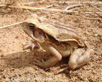 : Bufo ornatus; Ncn