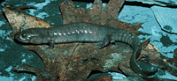 : Desmognathus brimleyorum; Ouachita Dusky Salamander