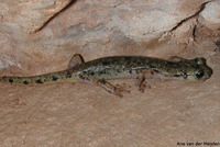 : Hydromantes flavus; Monte Albo Cave Salamander
