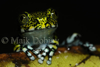 : Leptopelis vermiculatus; Vermiculated Tree Frog